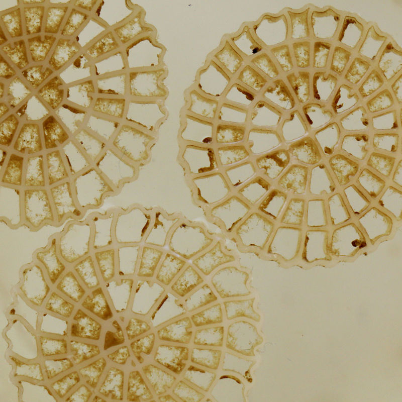 سوپر دکاربوریزاسیون MBBR تصفیه آب رسانه فیلتر شناور 25mm X 4mm