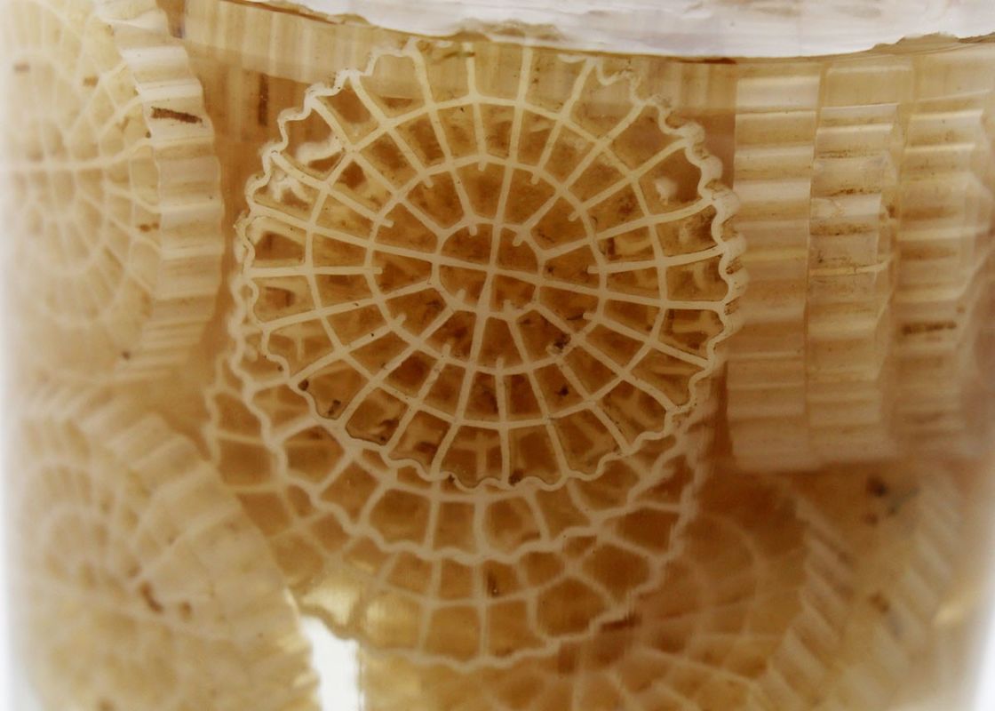 hdpe k5 kaldnes لوازم جانبی آکواریوم پلاستیکی